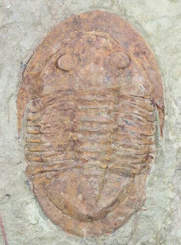 Ordovician Asaphellus Trilobite - Morocco #55152
